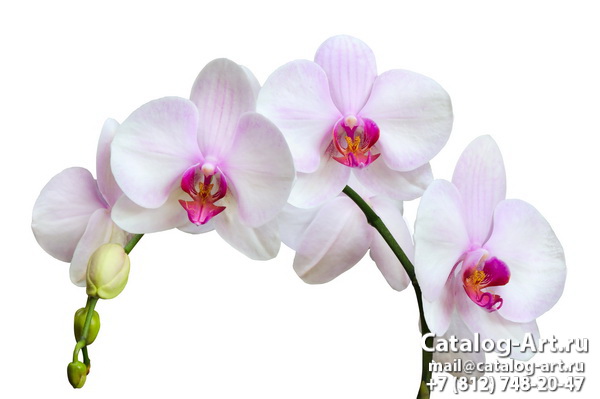 White orchids 53